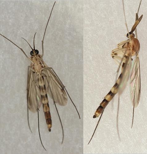 Réf. 240 023 : Keroplatus reaumurii